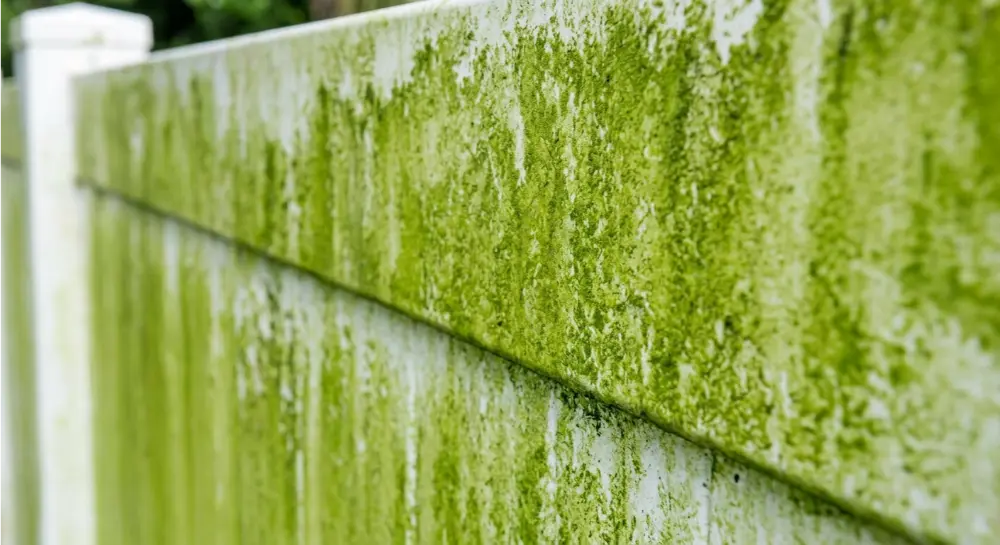 Algae colonization on white vinyl fence panel — Jacksonville FL biological growth on vinyl