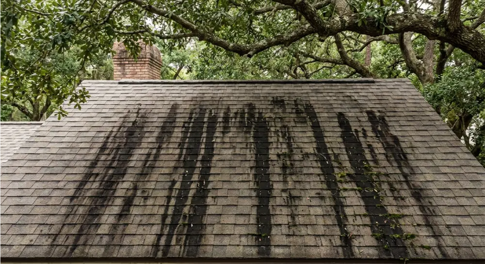 Gloeocapsa magma black streaks on Mandarin FL roof shingles before soft wash