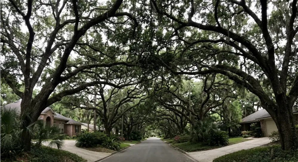 Mature live oak canopy over Mandarin Jacksonville FL residential street 32223