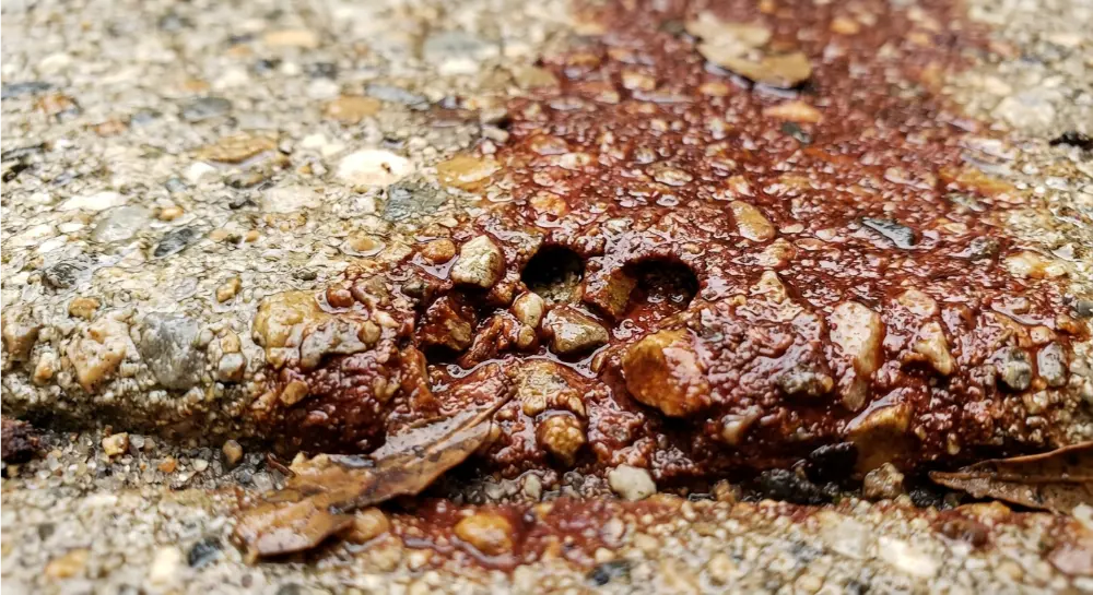 Oak tannin staining penetrating concrete pores — Mandarin FL driveway